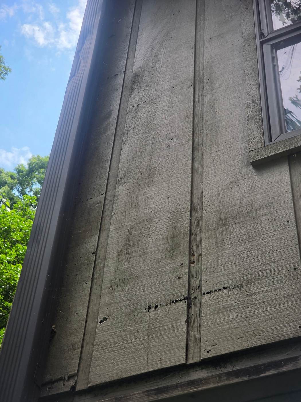 Close-up of damaged wood (T1-11) siding with insect holes — damage at this stage means board replacement, not a patch.
